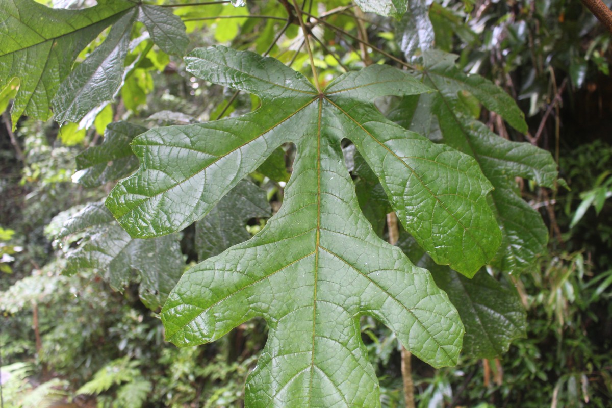 Trichadenia zeylanica Thwaites